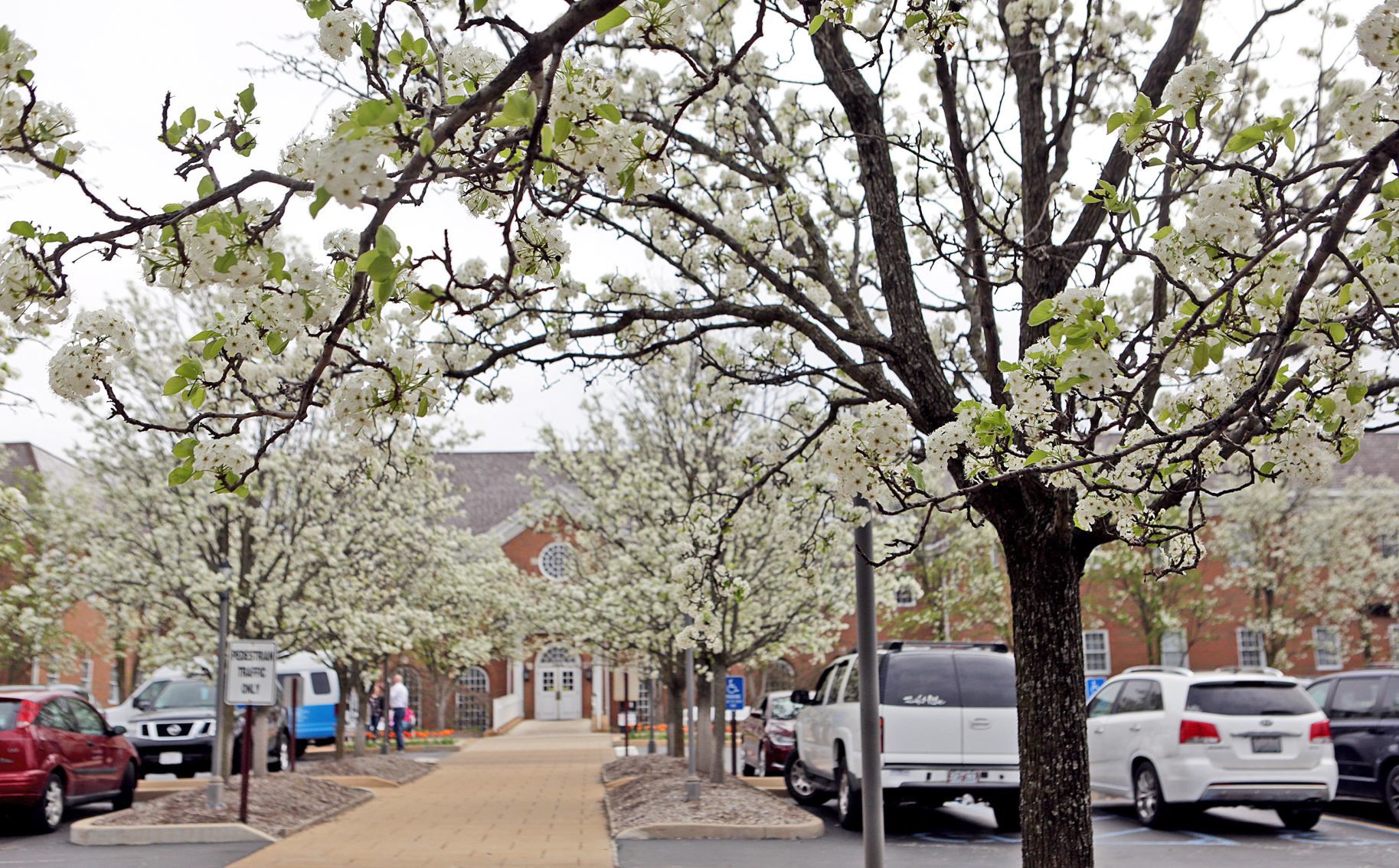 Pear trees in parking lot of medical office building at 522 N. New Ballas Rd. in Creve Coeur